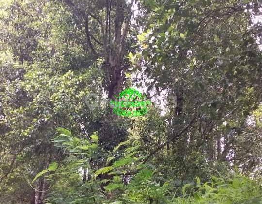 Tanah Jual Lokasi Gobleg 1