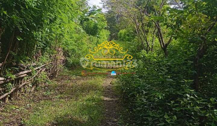 Tanah Sewa Lokasi Balangan 1