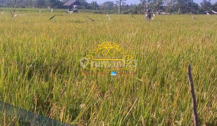 Tanah Jual Lokasi Pengambengan 1