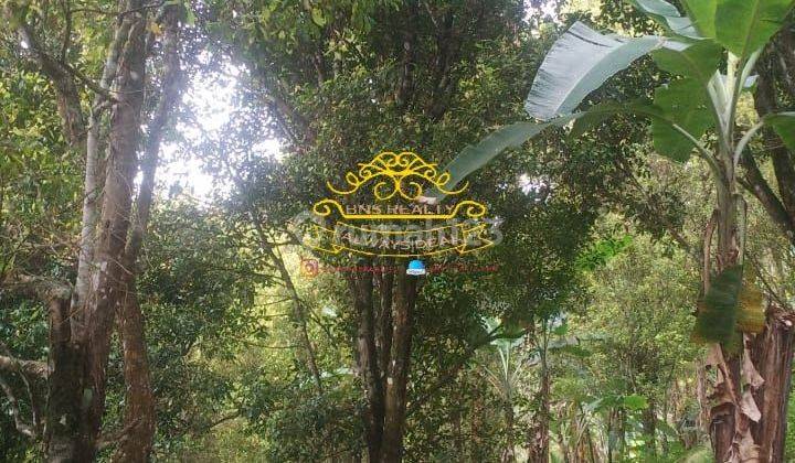 Tanah Jual Lokasi Pedawa 2