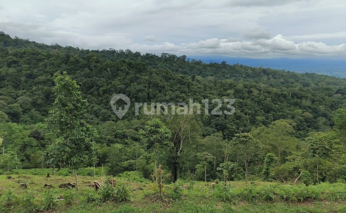 Investasi Bisnis Perkebunan Duren Dan Ekowisata Dekat Jatihluwih