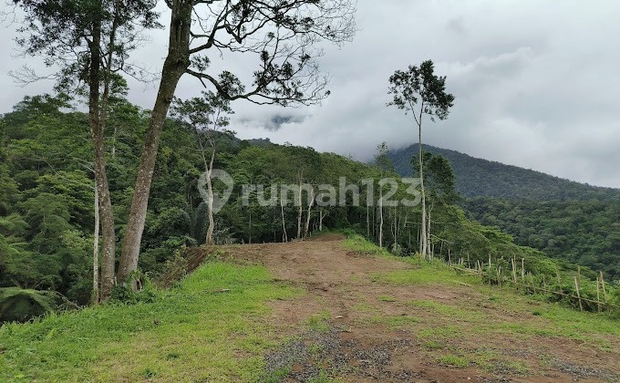 Investasi Bisnis Perkebunan Duren Dan Ekowisata Dekat Jatihluwih