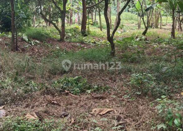 Tanah Curug Serang Banten Lokasi Bagus Cocok Untuk Perumahan Atau Kebun 1