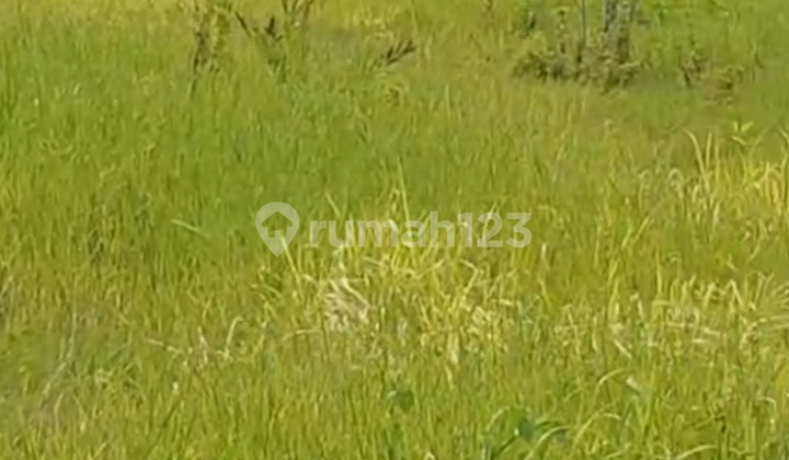 Exclusive Land 400 Meters & 1200 Meters For Lease Near Pantai Lima Beach - Prime Canggu Location - Pererenan Canggu