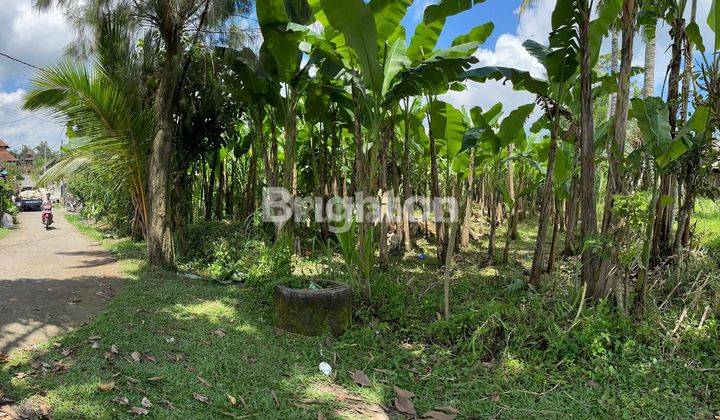 Tanah 1475 Meter  Datar Dengan View Sawah Abadi  Siap Bangun Payangan Ubud Bali 1