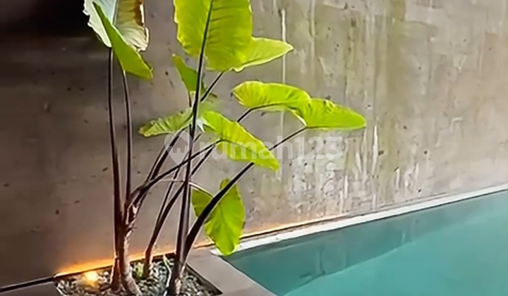 Hidden Gem Di Canggu – Villa Minimalis 3 Bedroom Dengan Nuansa Tropis Hijau