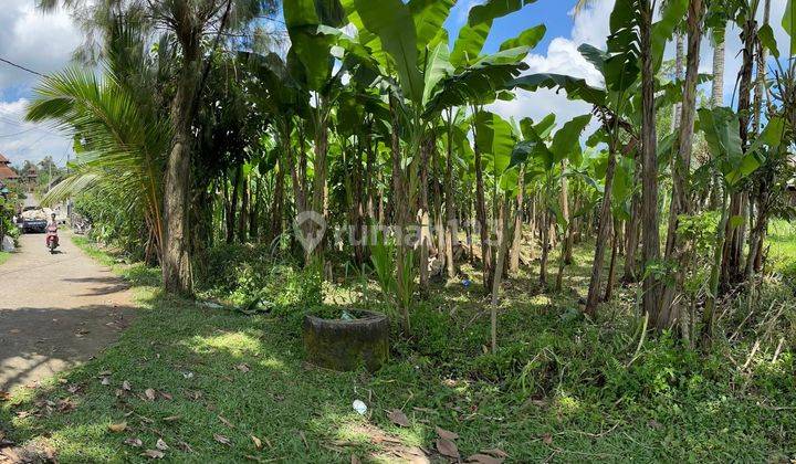 Tanah Datar Siap Bangun Untuk Investasi Payangan Ubud Balj  1