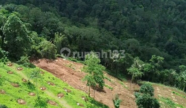 “eco & Agro Tourism Land – Investasi – Kavling Durian Musangking, Bonus Cabin & Perawatan 3,5 Tahun” Penebel Tabanan Bali