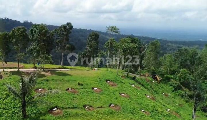 Investasi Langka! Tanah Kavling Premium Musangking + Cabin Free - 10 Are View Hill, Ocean & Forest Di Penebel Tabanan Bali