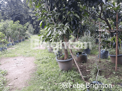 Gudang Luas dI  Pandaan Pasuruan 2