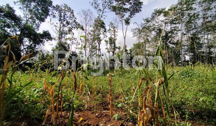 Tanah Di Dengkol Singosari 1