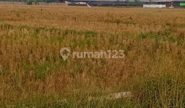 Tanah Murah Di Kertanegara Haurgeulis Tanah Murah Di Kertanegara Haurgeulis