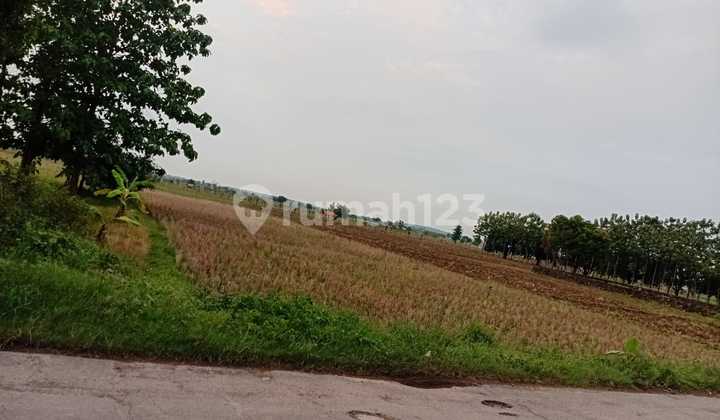 Large Land in Gantar Indramayu