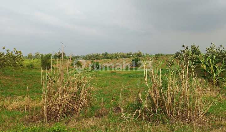 Tanah Peternakan dan Perkebunan di Indramayu