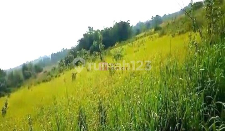 Dijual Tanah Kavling SHM di Kebun Jati Tigaraksa - Lokasi Strategis & Potensi Investasi Tinggi, Dekat Pasar Kaget, Pasar Taman Adiyasa, Indomaret Cileles Cikasungka, Mal Ciputra Tangerang, Klinik Soerayah Isoka Medika, RSIA Harapan Mulia, RSUD Tigaraksa