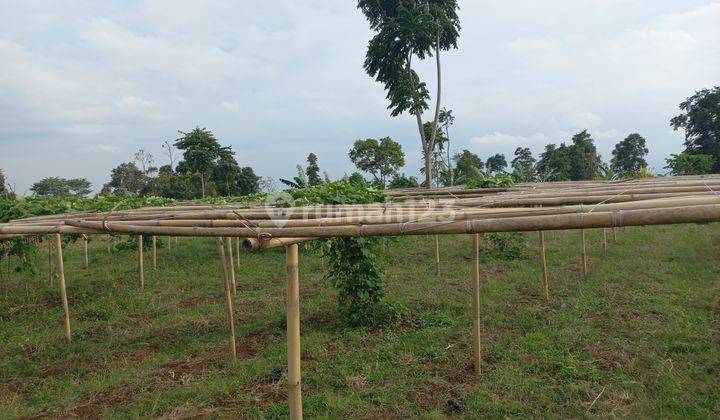 Dijual Tanah Kebun Cocok Utk Perumahan Dekat Kantor Pemkab Kbb 4