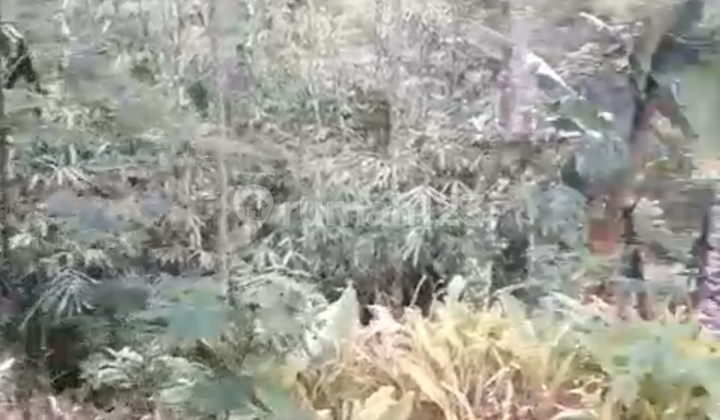 Dijual Tanah 10 Meter Dari Jalan Raya Ada Pohon Durian Dll 2