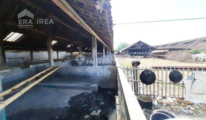 Ruang Usaha Peternakan Babi Murah Jaten Karanganyar 2