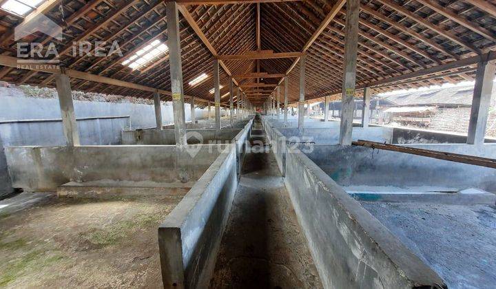 Ruang Usaha Peternakan Babi Murah Jaten Karanganyar 5