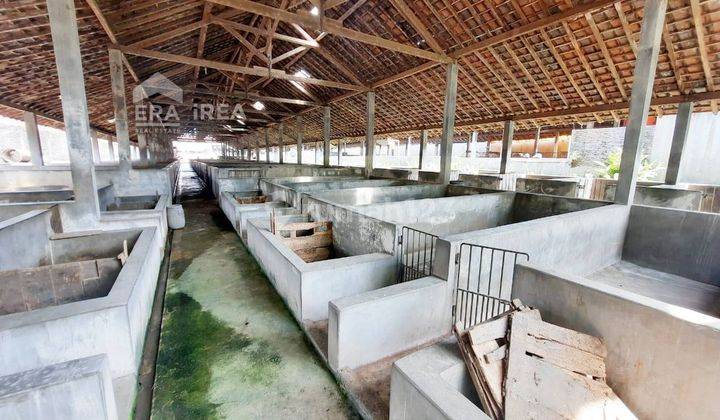 Ruang Usaha Peternakan Babi Murah Jaten Karanganyar 1