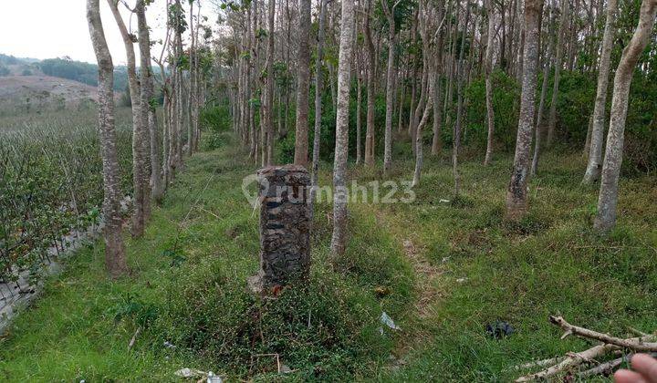 Tanah Atau Kebon Jati Luas di Kabupaten Garut 1