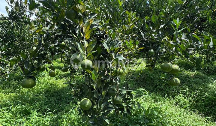 Kebun Jeruk Kota Batu Lokasi Samping Cafe dan Villa
