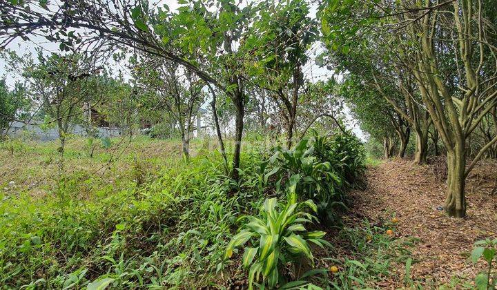 Dijual Kebun Jeruk Murah di Kota Batu Malang 4