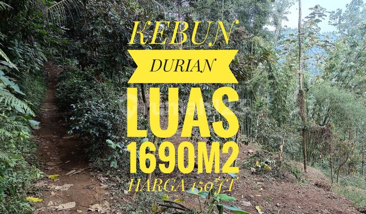 Dijual Kebun Durian Termurah Luas 1.690 M² SHM di Malang