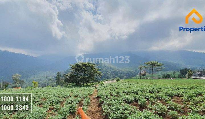 Lahan Pertanian SHM Yg Produktif di Dataran Tinggi  1