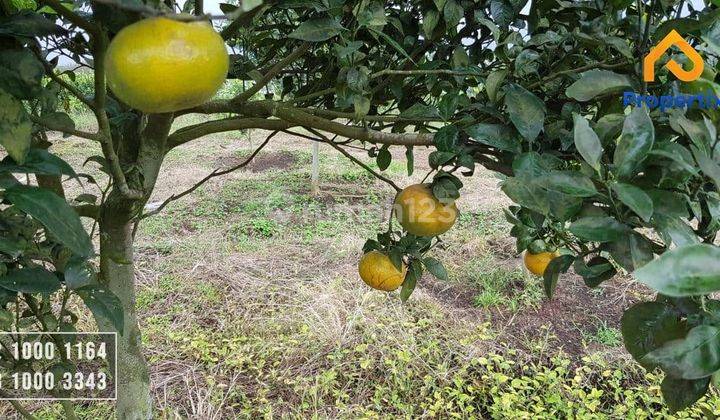 Dijual Kebun Jeruk Spesial di Tanah Yang Subur Kota Batu 1