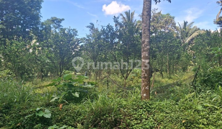For Sale Productive Orange Orchard by the Roadside, Tajinan Village, Malang