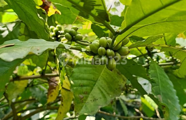 Dijual Kebun Kopi Produktif - Tajinan, Malang