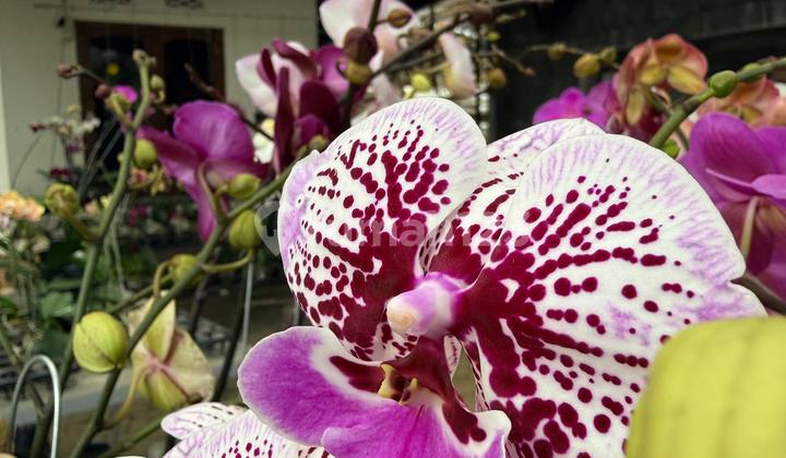 For Sale House + Large Land - Batu City (Mountain View) 2