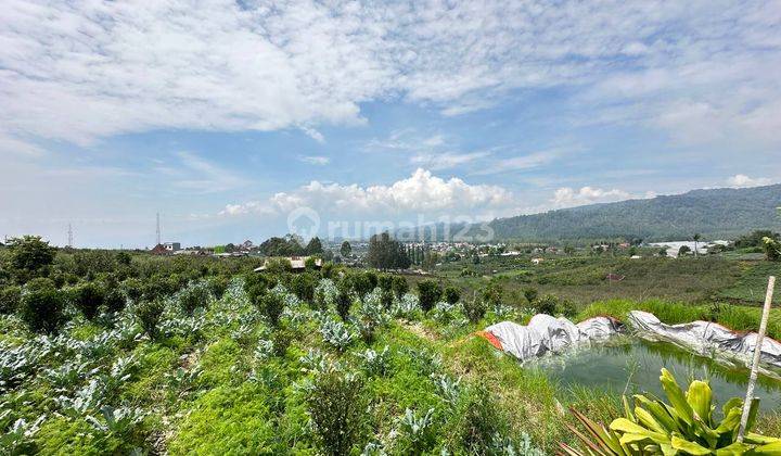 Tanah Pekerbunan Jeruk Kota Batu Lokasi Di Dataran Tinggi  2