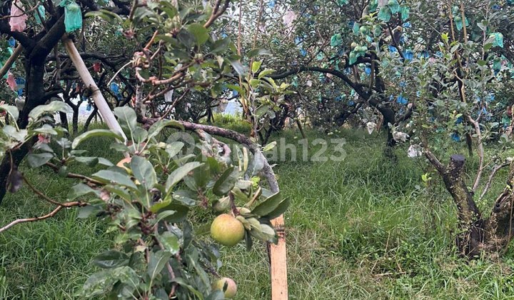 Tanah Pekarangan dan Kebun Apel Nongkojajar Malang Tanah Pekarangan dan Kebun Apel Nongkojajar Malang