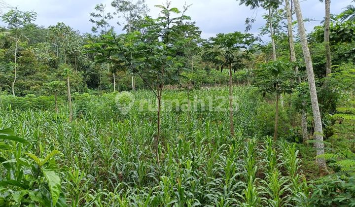 Kebun Subur SHM Dekat Kota Malang - Jarang Ada!