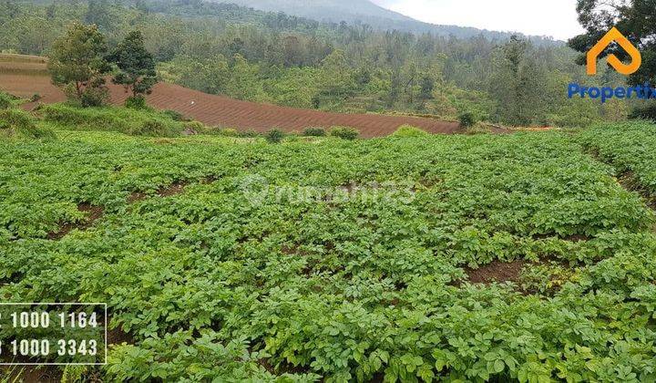 Lahan Pertanian Produktif SHM Omset Ratusan Juta Per 3 Bulan  1