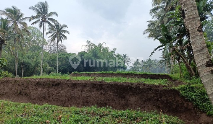 Dijual Sawah Produktif - Poncokusumo Malang Dijual Sawah Produktif - Poncokusumo Malang