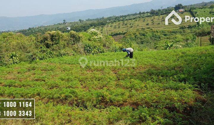 Tanah Kebun Harga Murah View Istimewa Batu 2