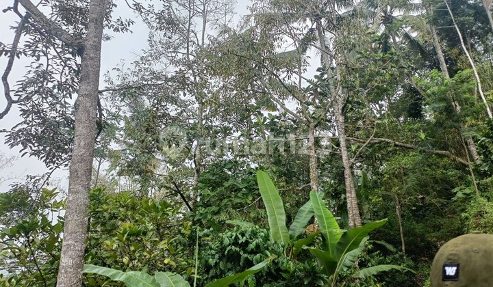 Dijual Cepat Kebun Kopi + Bonus Durian Produktif Dijual Cepat Kebun Kopi + Bonus Durian Produktif
