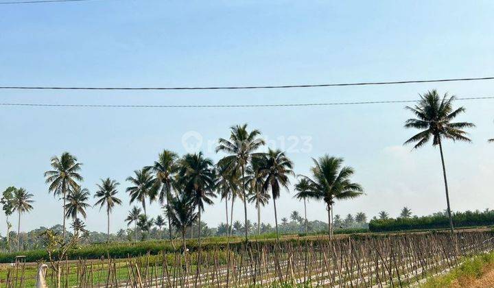 Tanah Sawah Luas Tepi Jalan Raya di Tumpang Malang 1