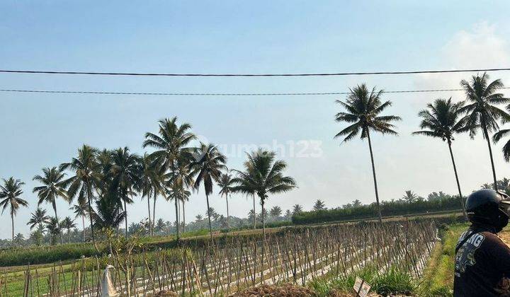 Tanah Sawah Luas Tepi Jalan Raya di Tumpang Malang 2