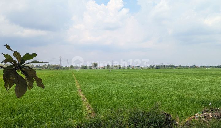Sawah land, strategic location, free from electrical cables and poles, SHM
