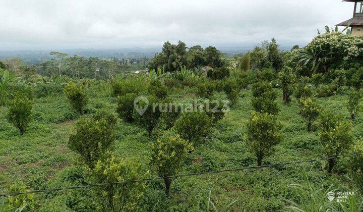Lahan bagus luas 6 are di Kintamani, Bangli 1