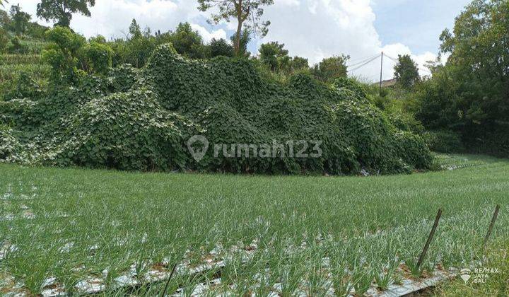 Lahan persawahan area Songan, Kintamani Bangli 2