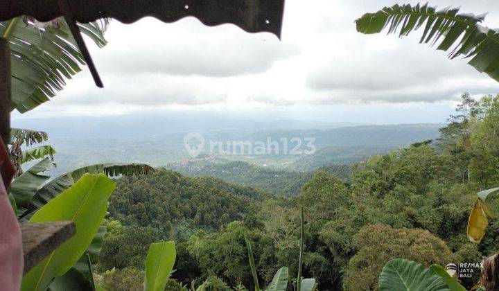 Lahan Luas 12.5 Are Lokasi di Munduk, Buleleng Bali 1