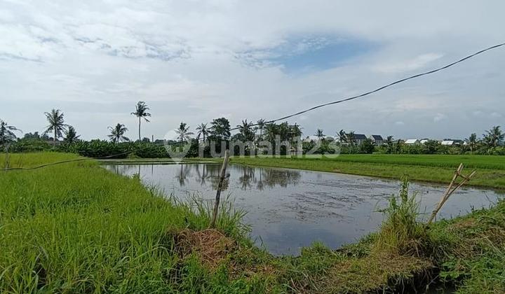 Tanah 16,5 Are Zona Pariwisata Dijual, di Kedungu, Tabanan Area