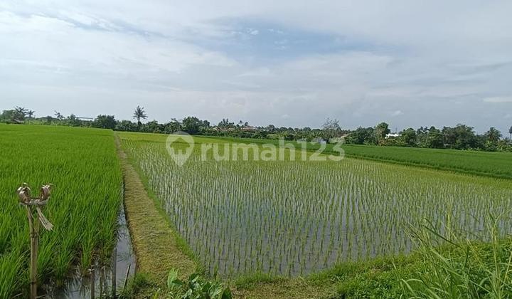 39 Are of Rice Field Land in Villa Area for Rent, in Kedungu Tabanan Area