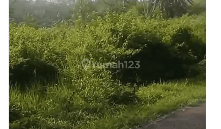 Lahan Kuning Murah Meriah Poros Jalan Raya Kabupate Mojokerto 1