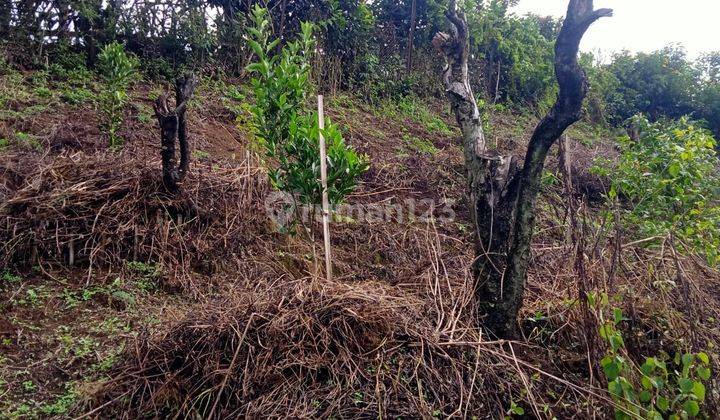 Lahan Luas Subur Untuk Kebun Sejuk Asri Strategis Di Kota Batu 2